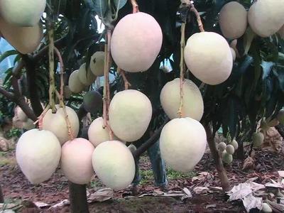 好消息!攀枝花啟動芒果深加工項(xiàng)目,以后想吃芒果干、芒果醬再也不用網(wǎng)購了!