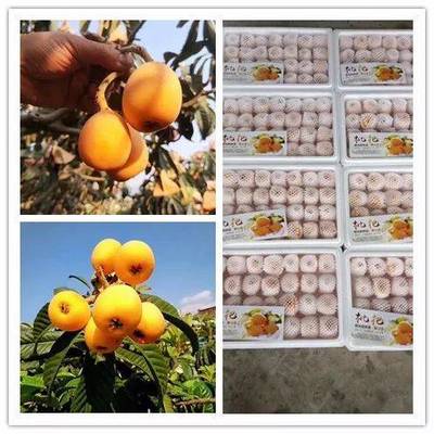 品攀枝花五星枇杷，享舌尖上的自然饋贈