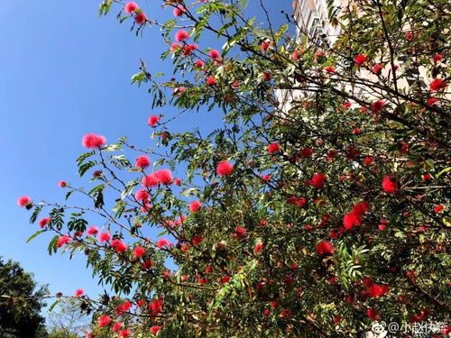 攀枝花 一座花與鋼共舞的工業(yè)之城