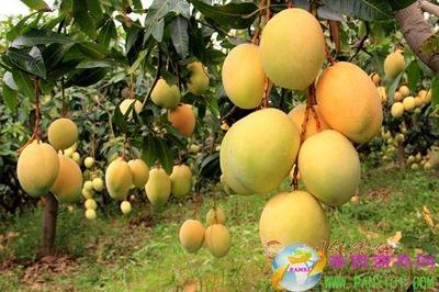 米易攜手成都搭建農(nóng)特產(chǎn)品直銷渠道，攀枝花特色農(nóng)業(yè)產(chǎn)銷模式成效顯著