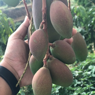 攀枝花芒果 陽光的味道，鹽邊的驕傲